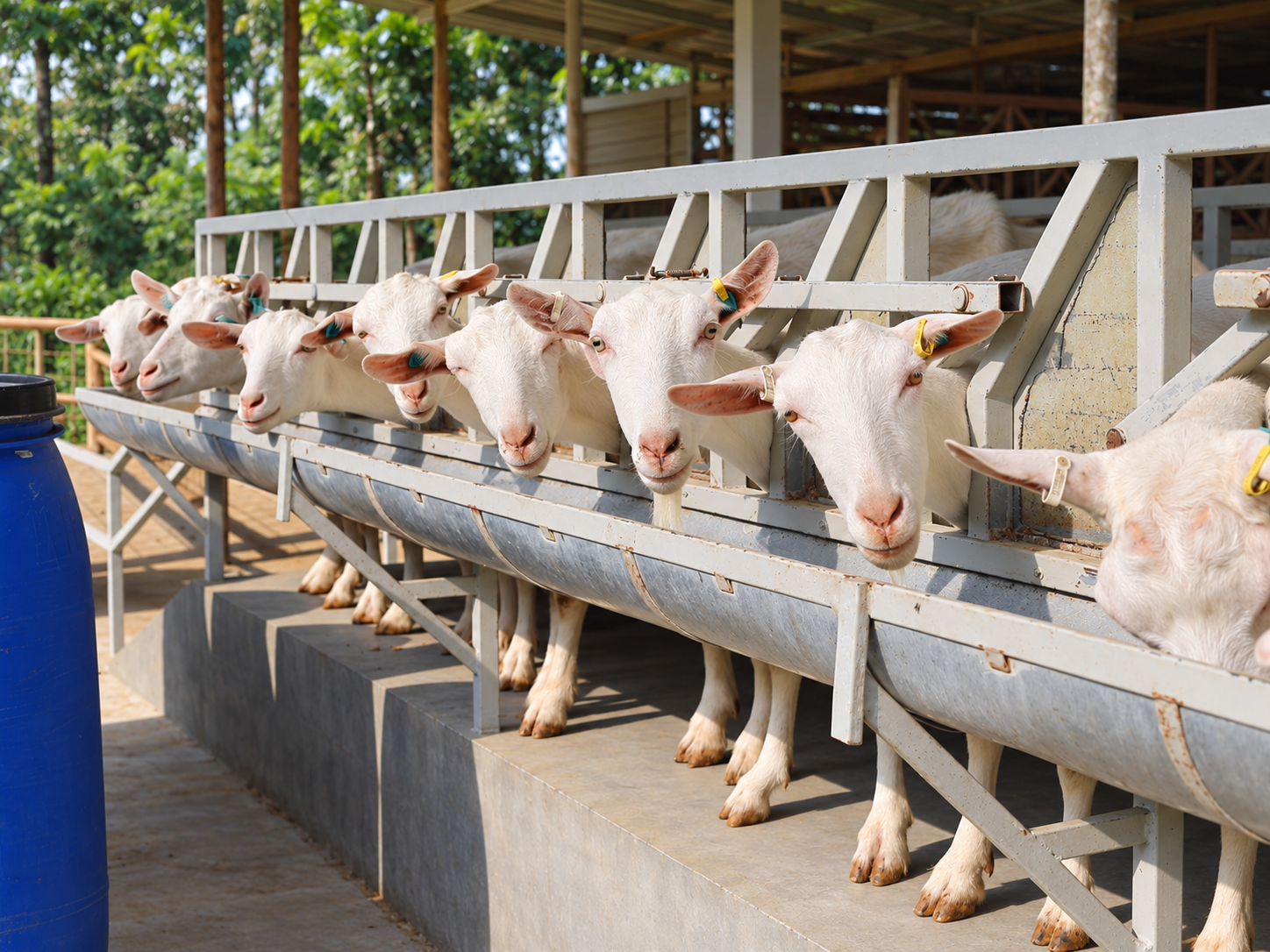 Area kandang dan feeding area kambing yang rapi, bersih, dan tertata di Morning Sun Dairy Farm