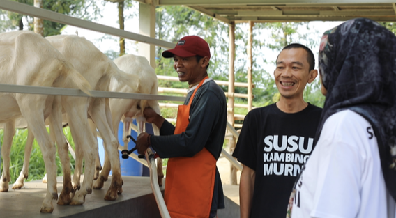 Proses pemerahan kambing di area perah Misukamu yang bersih, higienis, dan rapi